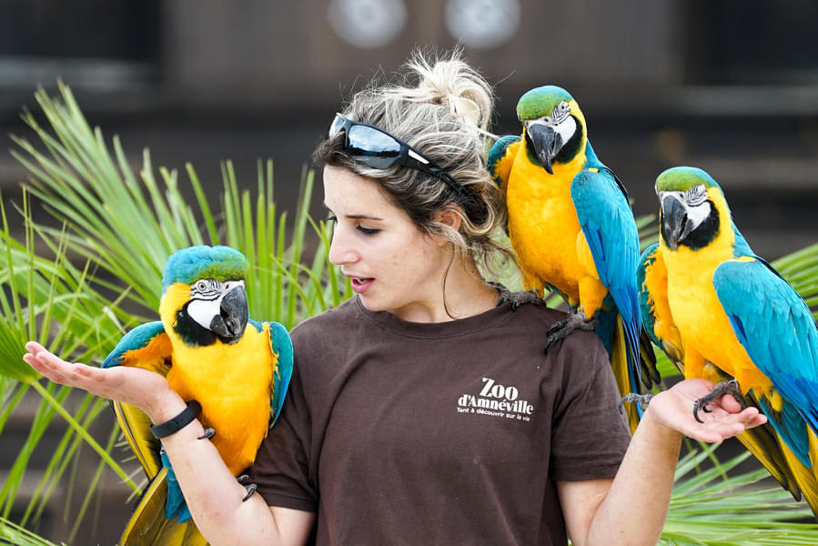 Attend the educational bird shows organized at the zoo