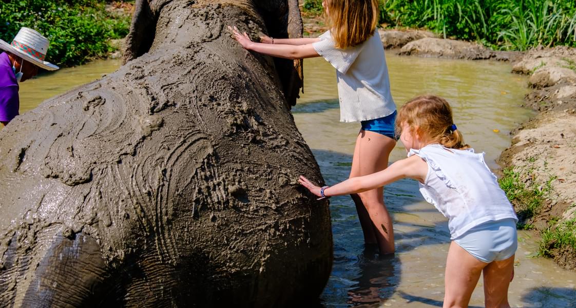 Experience the muddy bath with elephants
