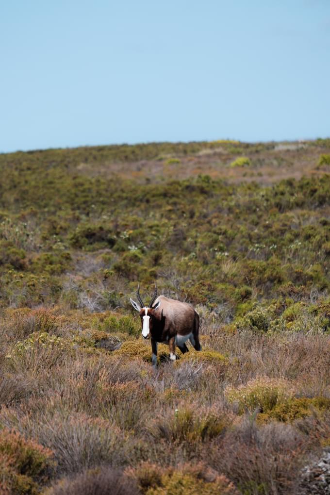 Bontebok