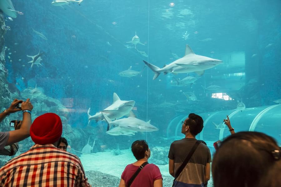 SEA Aquarium Singapore Visit