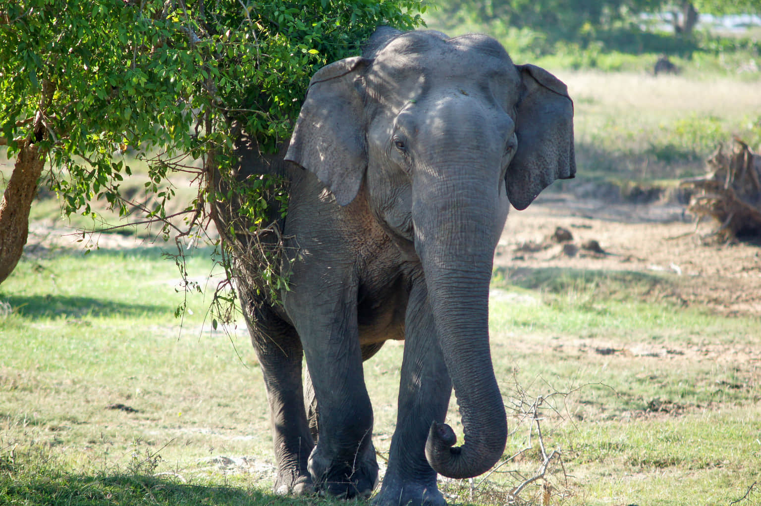 Yala National Park