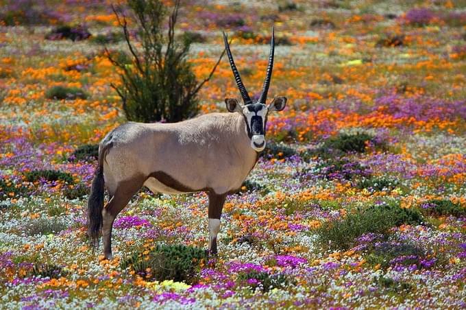 Namaqua National Park2.jpg