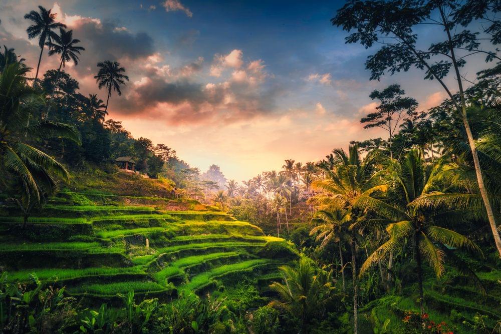 Tegalalang Rice field - idbali.com