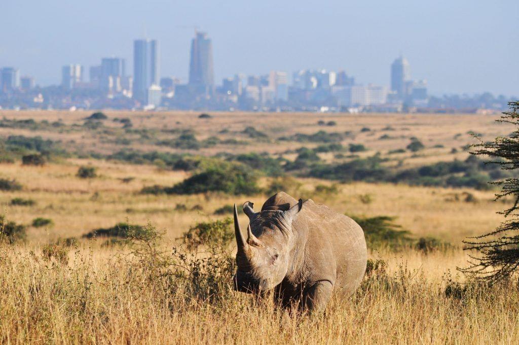 Nairobi National Park2.jpg