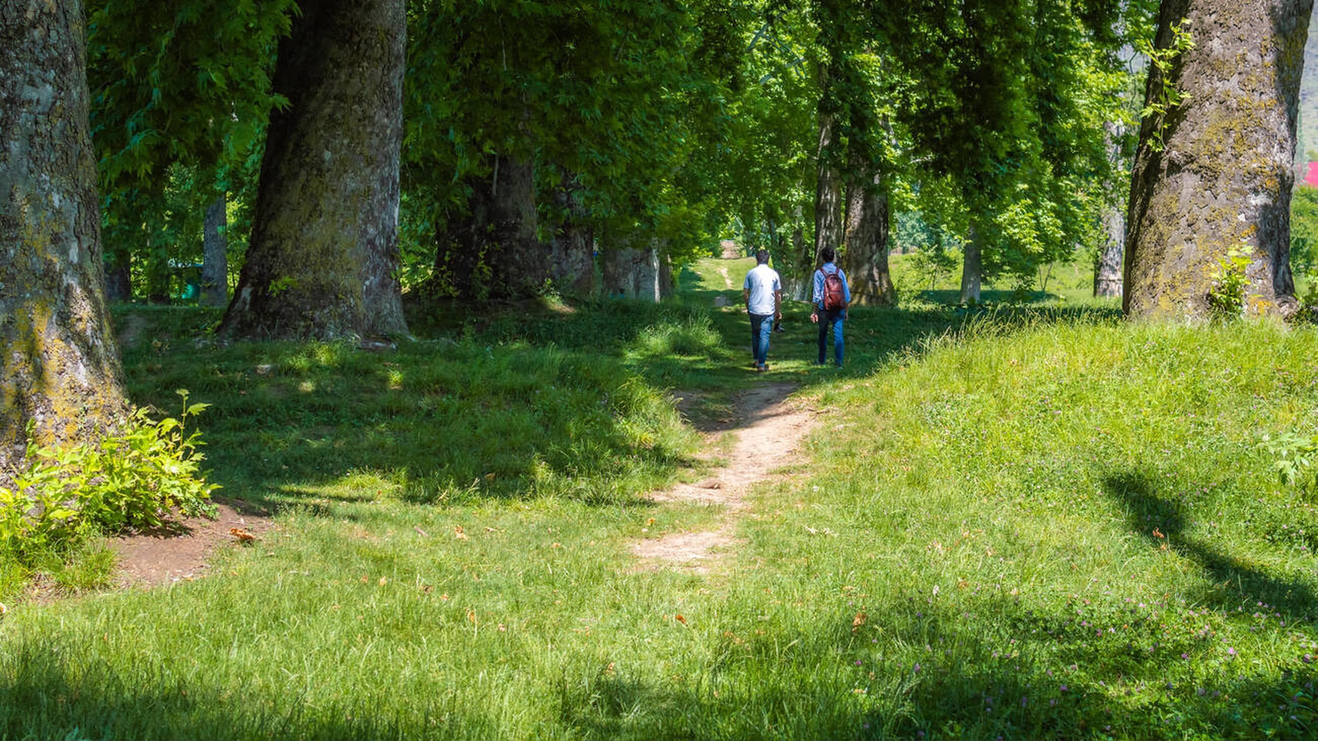 Stroll Along Chinar Trees and Seasonal Blooms