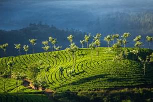 Spend a peaceful day exploring the Tea Valley in Munnar