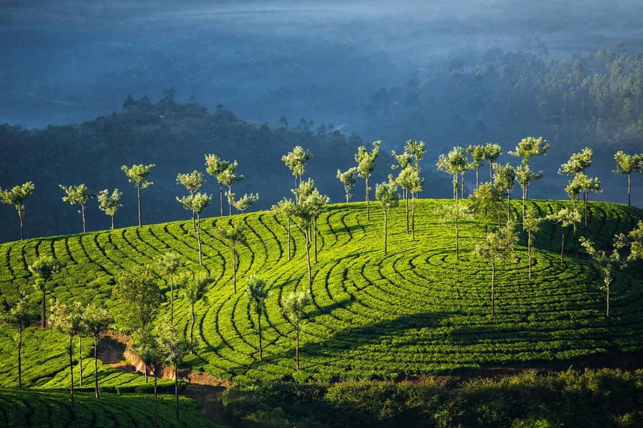 Munnar Full Day Sightseeing Tour With Elephant Spotting Image