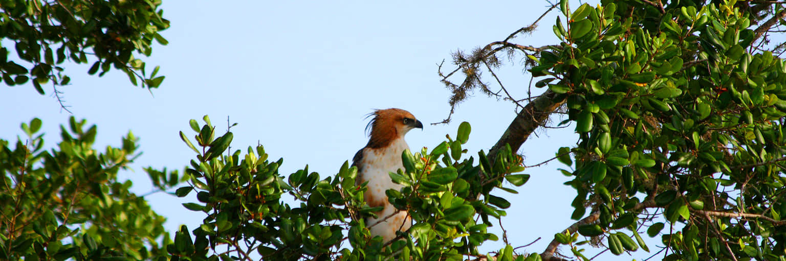 Go Birdwatching