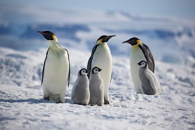 Boulders Penguin Colony