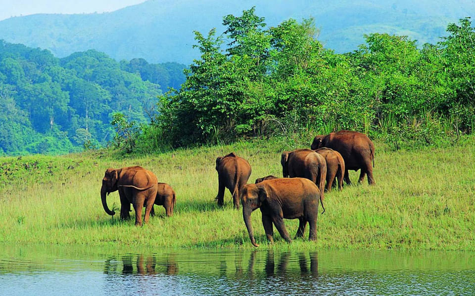 Periyar Nature Walk Image