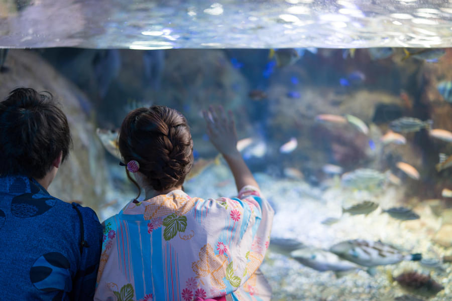 Make unforgettable memories with loved ones at Enoshima Aquarium