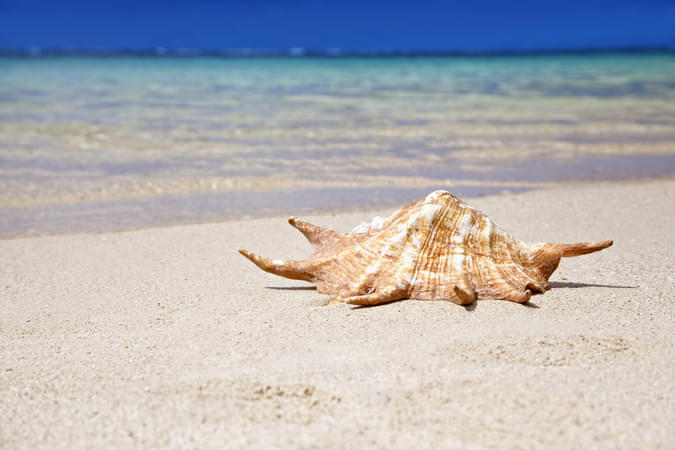 The World Of Seashells