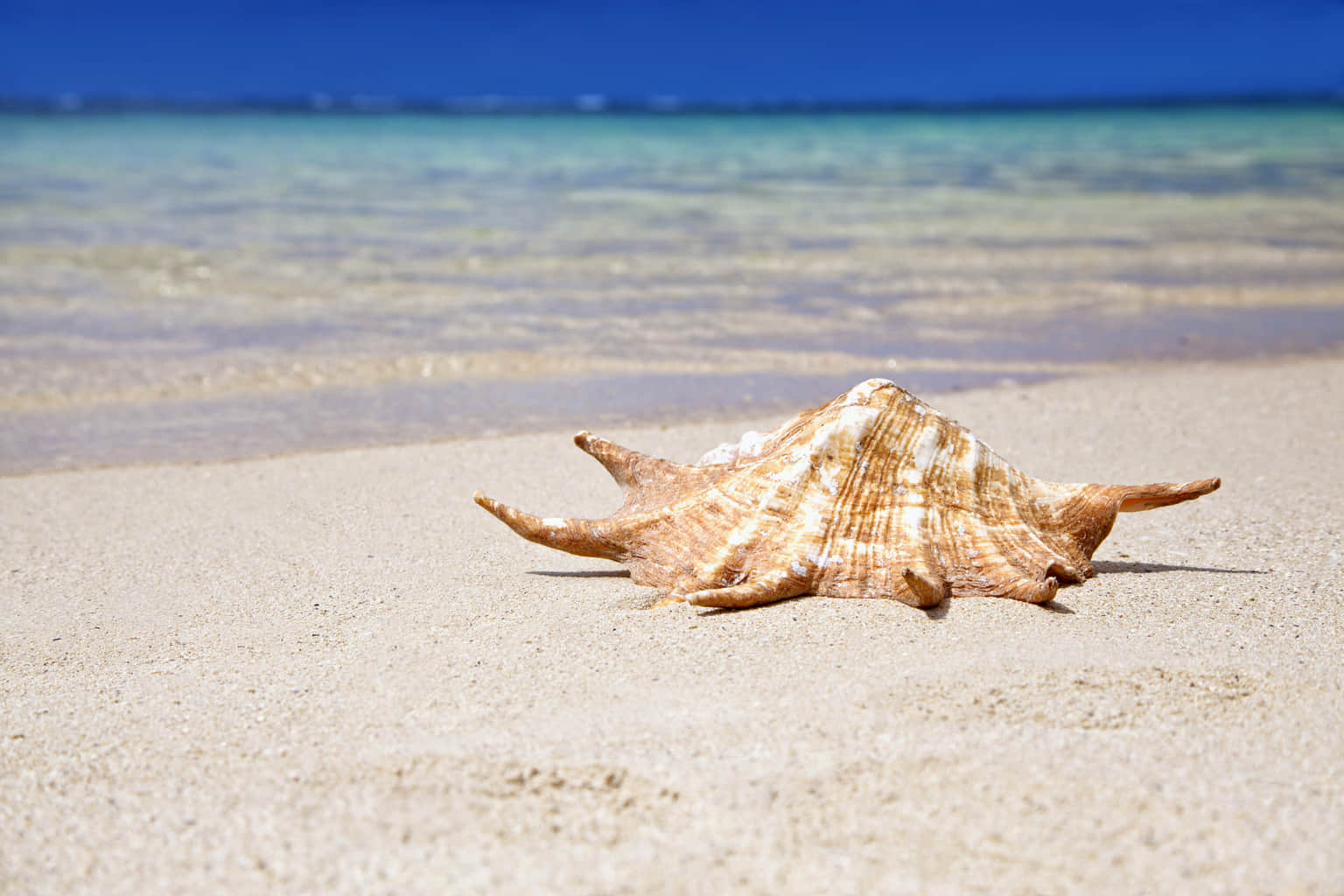 The World Of Seashells