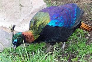 X5vnih36k40np3osbyhr9y4sl9ub himalayanbird park monal