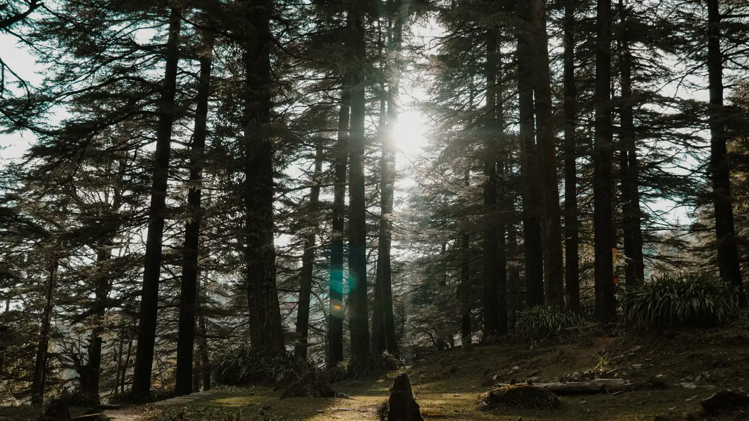 Dalhousie Dharamshala Mcleodganj | Best Deals from Delhi