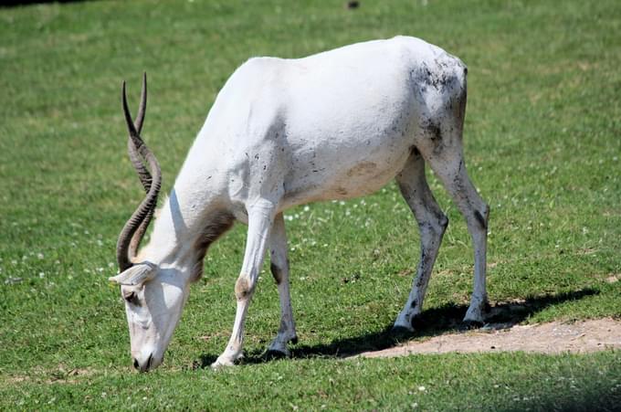 Addax Antelope in miami zoo