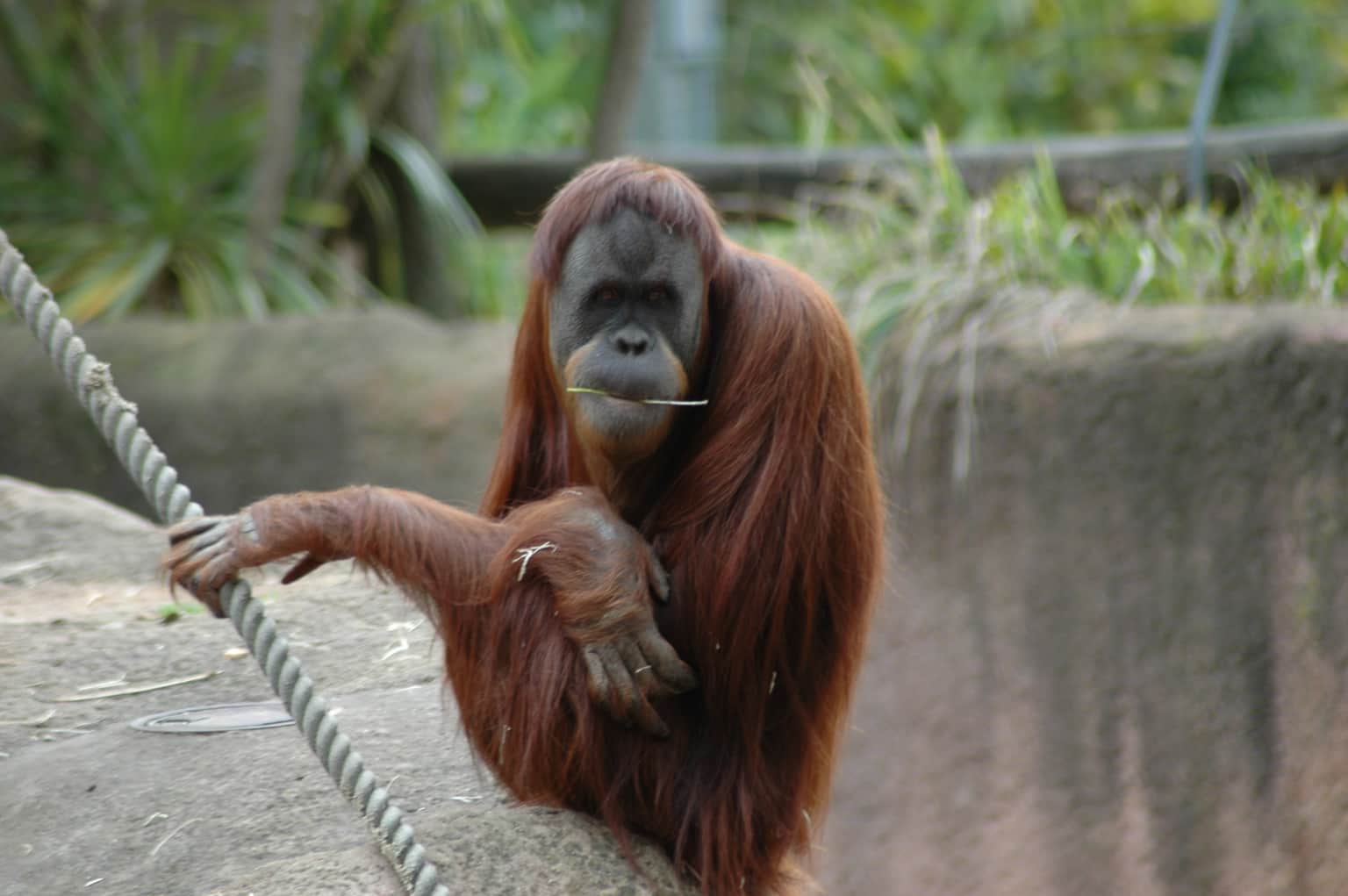 Animals and their habitat