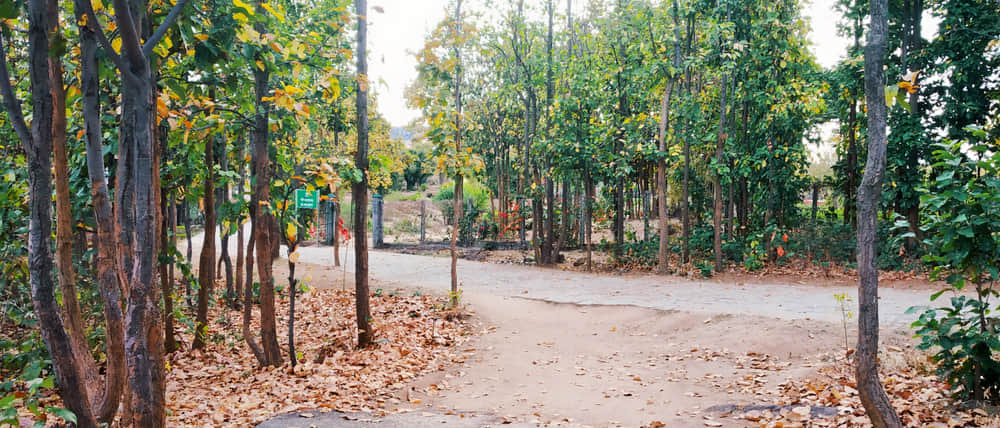 Biodiversity Park, <em>Ranchi</em>