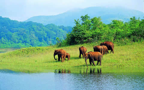 Idukki
