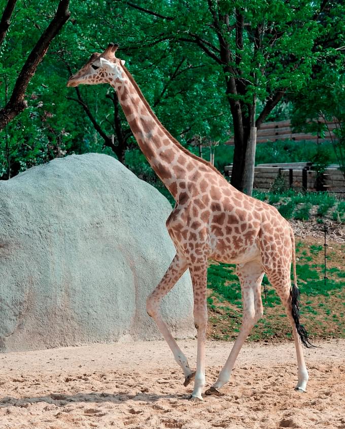 Giraffes