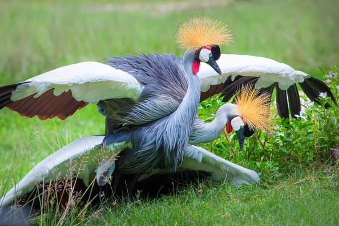 Khao Khew Open Zoo