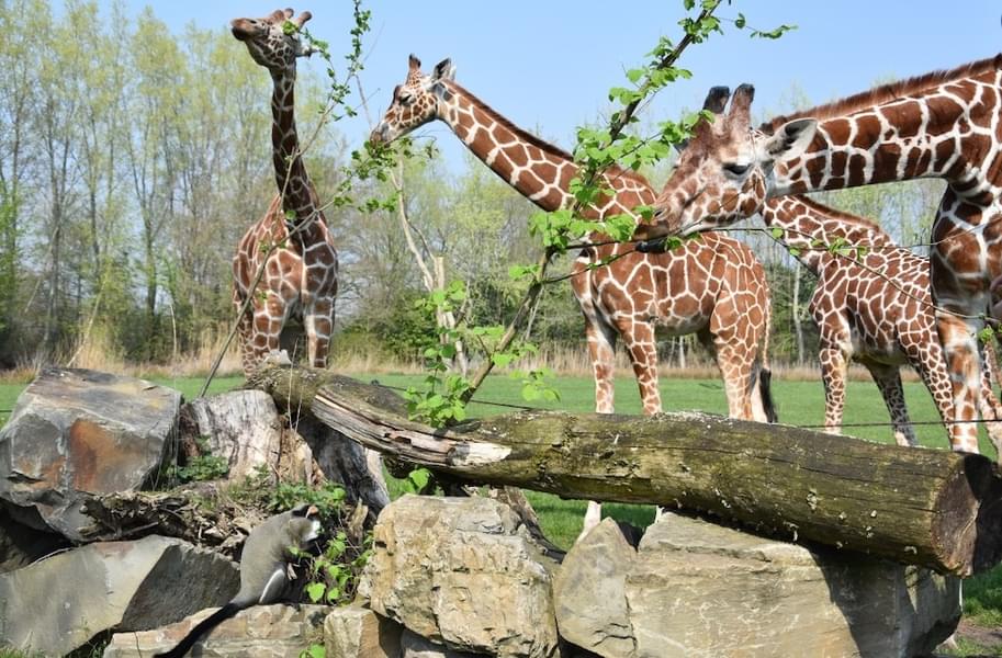Spend some time in the Jungalee expedition area and see the Giraffe 
