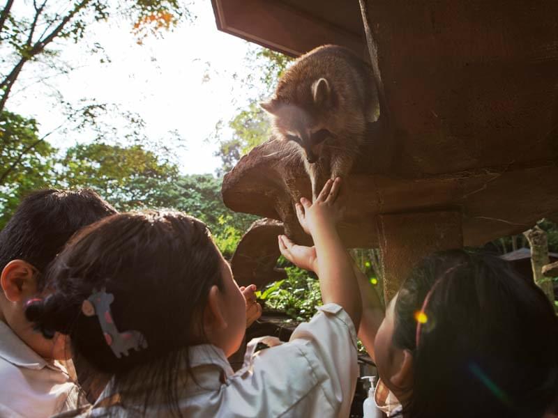 Lost World Of Tambun Petting Zoo by Night