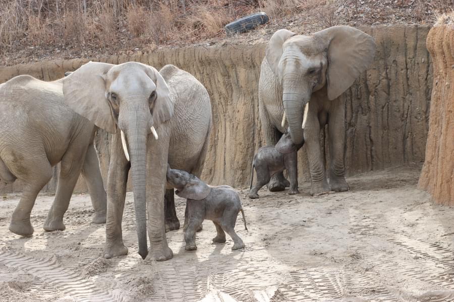 Elephants in Henry Doorly Zoo