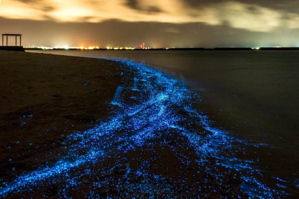 The Glowing Beach Phenomenon