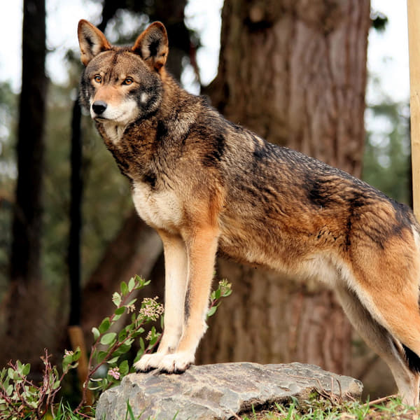 Dubai Safari Park Tickets Image