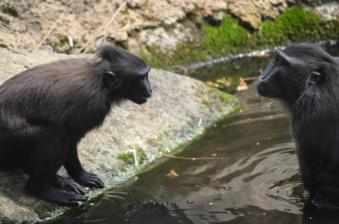 Singapore Zoo