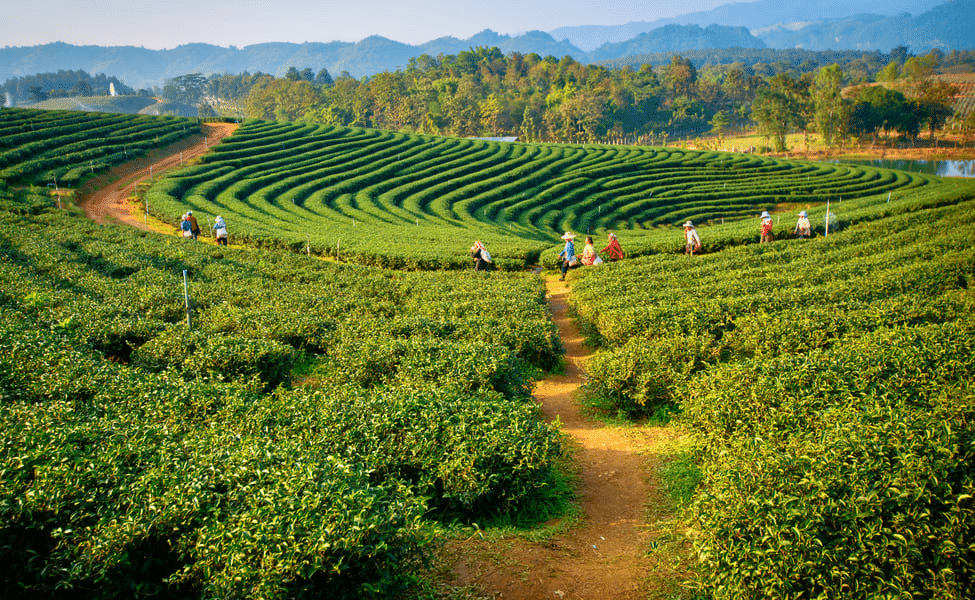 Sikkim Darjeeling | FREE Darjeeling Tea Garden Excursion Image