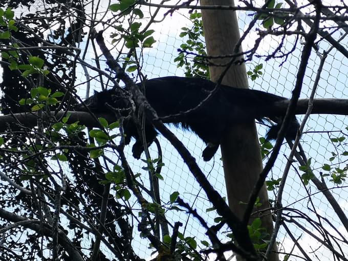 Binturong in Brookfield Zoo