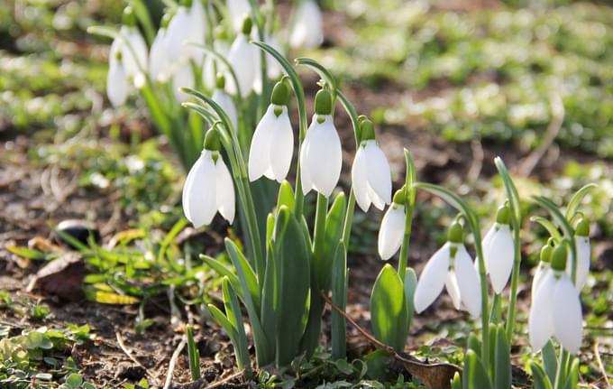 Common Snowdrop at Kew Garden