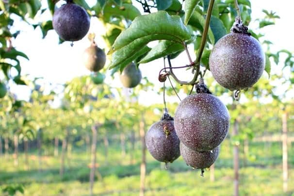 Passion Fruit Garden