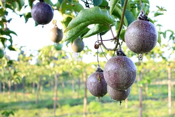 Passion Fruit Garden