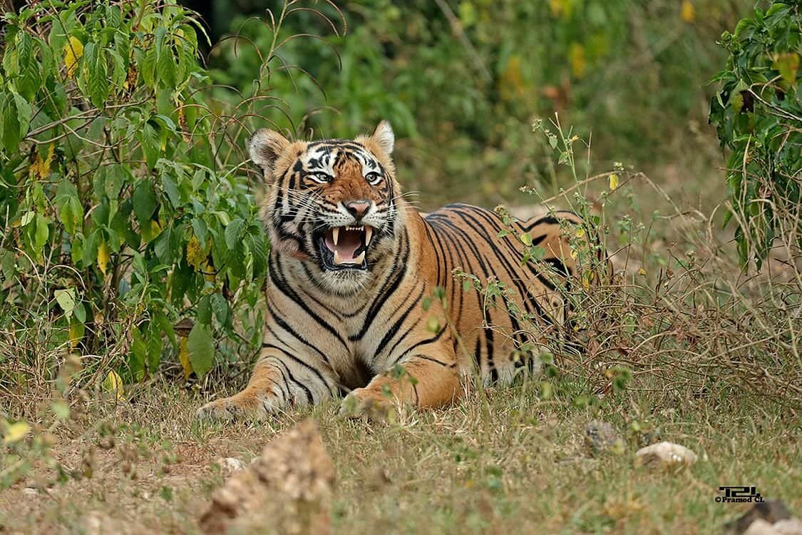 Embark on a Wildlife Safari Adventure