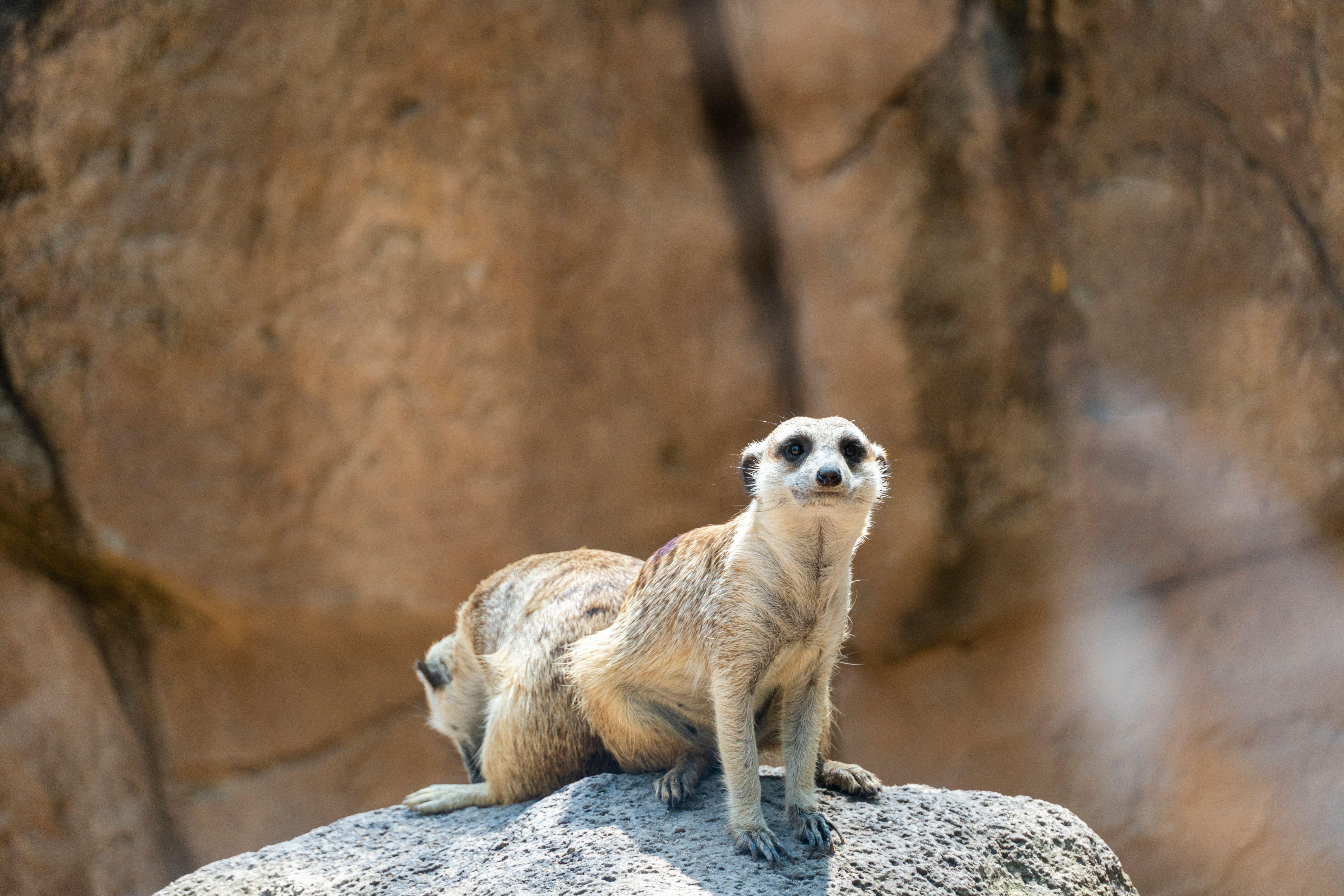 Audubon Zoo Tickets