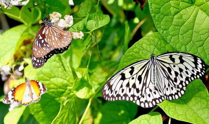 Kuala Lumpur Butterfly Park.jpg