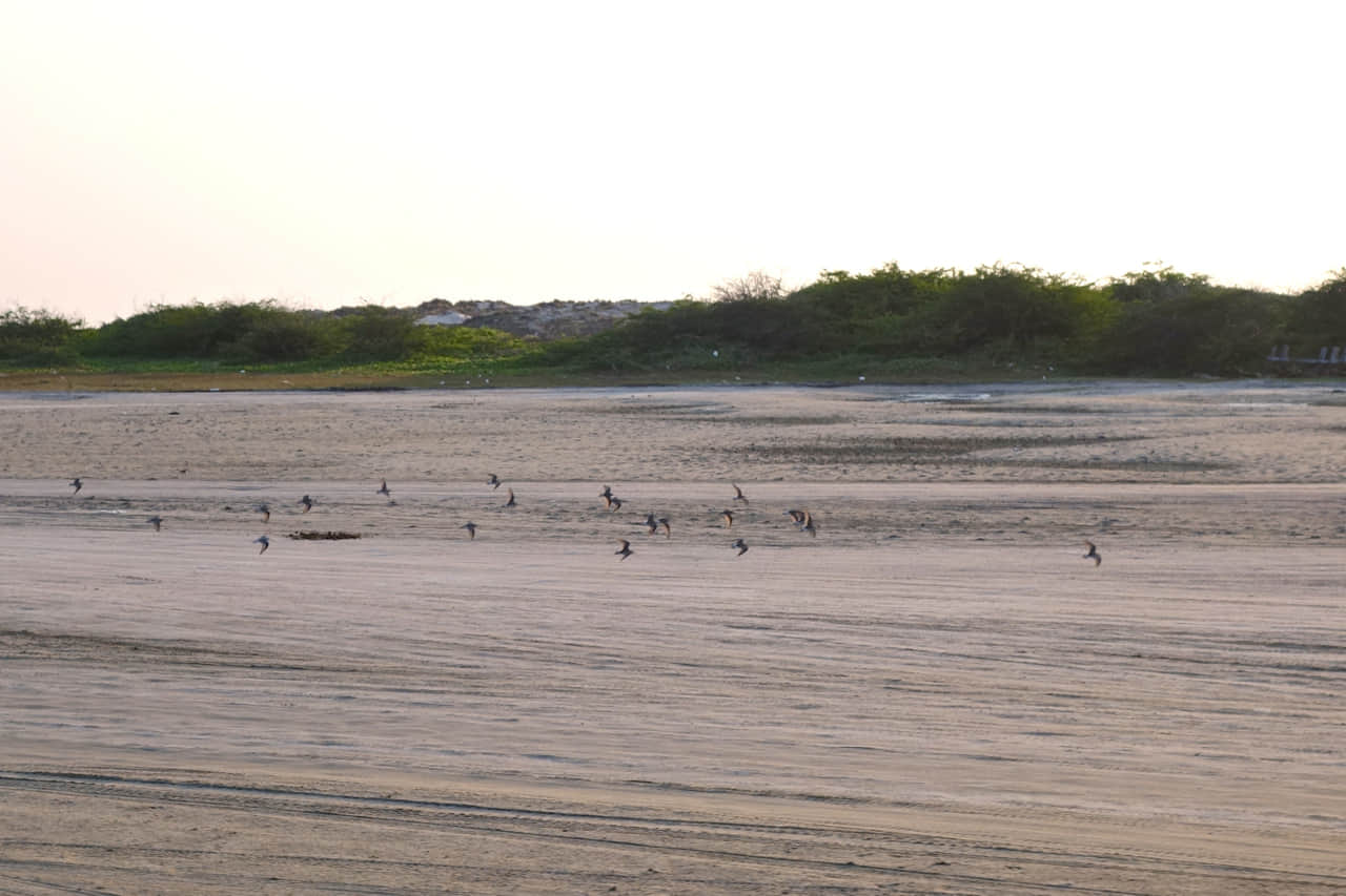 Spot Myriad Species of Birds
