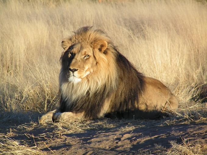 African Lions