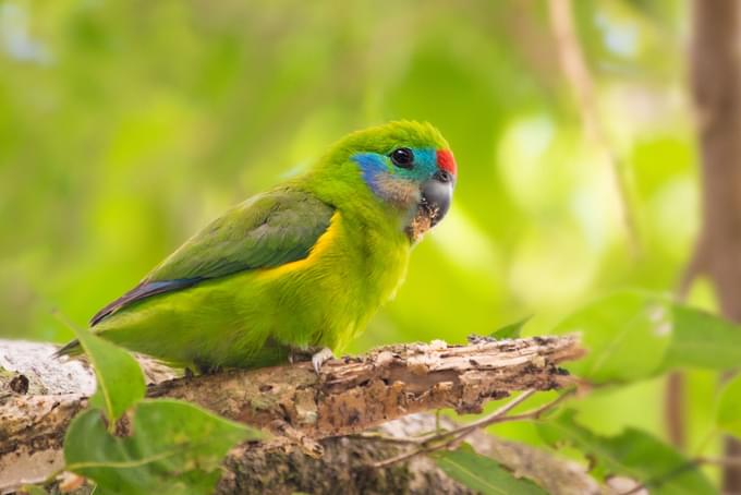 Birdworld Kuranda Australia