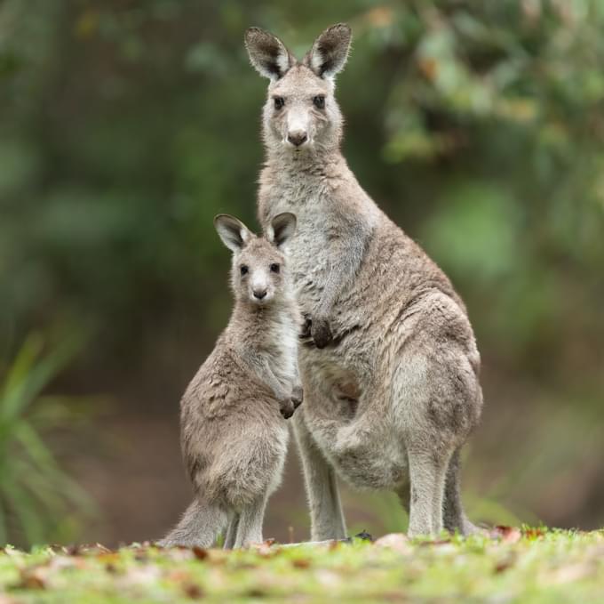 Eastern Grey Kangaroos