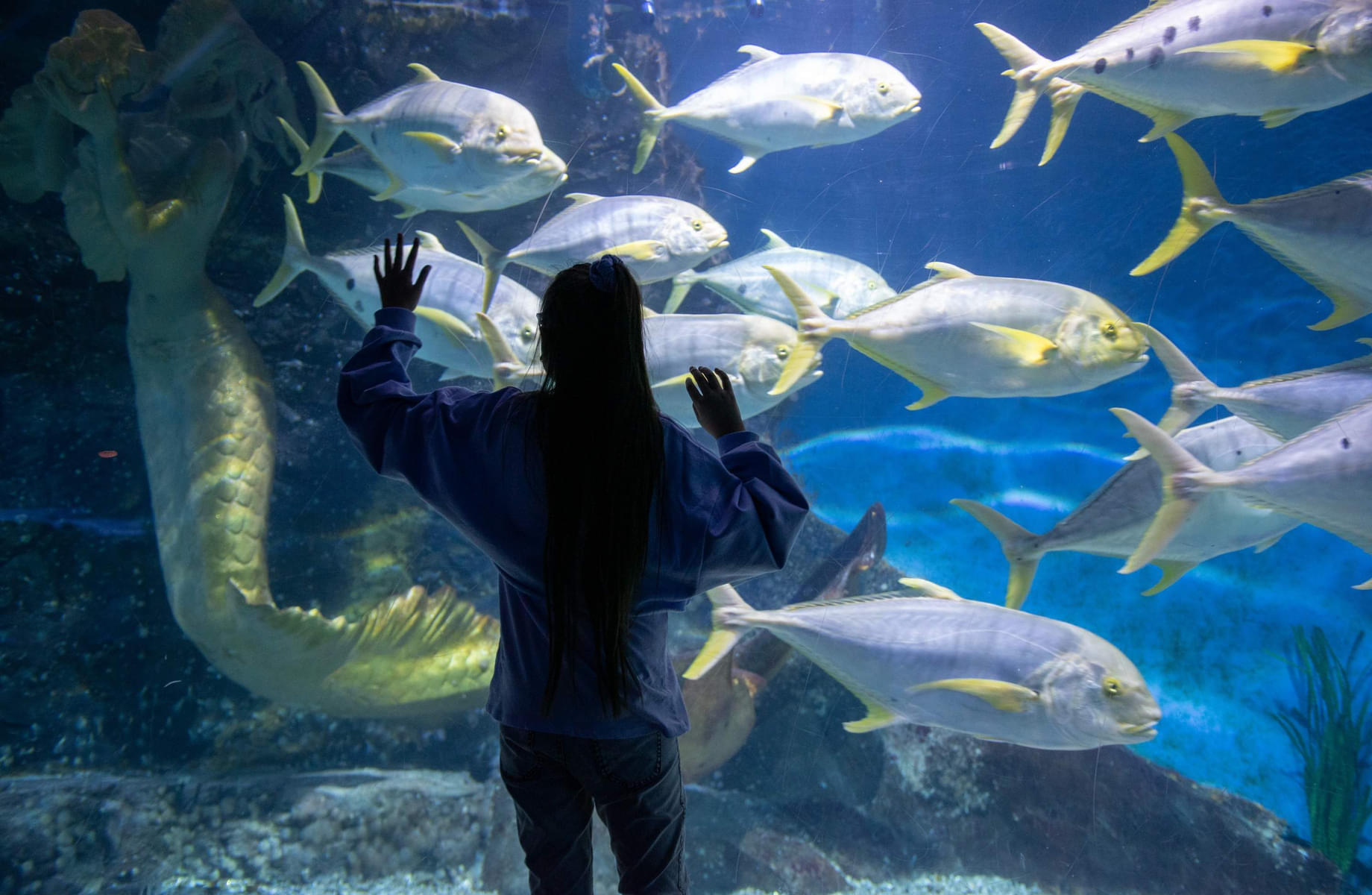 Capture stunning moments at Melbourne SEA Life Aquarium