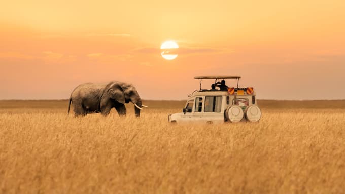 Elephant at Maasai Mara National Reserve