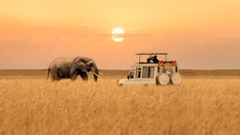 Elephant at Maasai Mara National Reserve