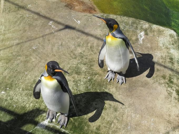 Penguin Rock Edinburgh Zoo