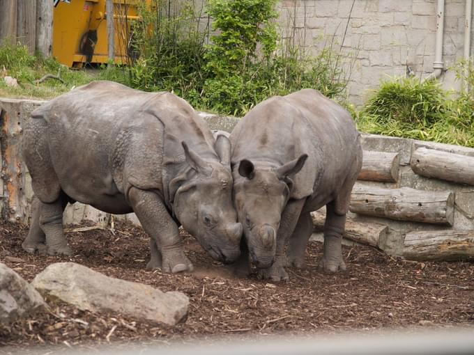 Indian Rhino Feeding at East Lodge Trail