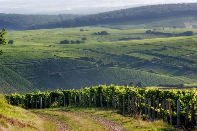 Loire Valley Vineyards