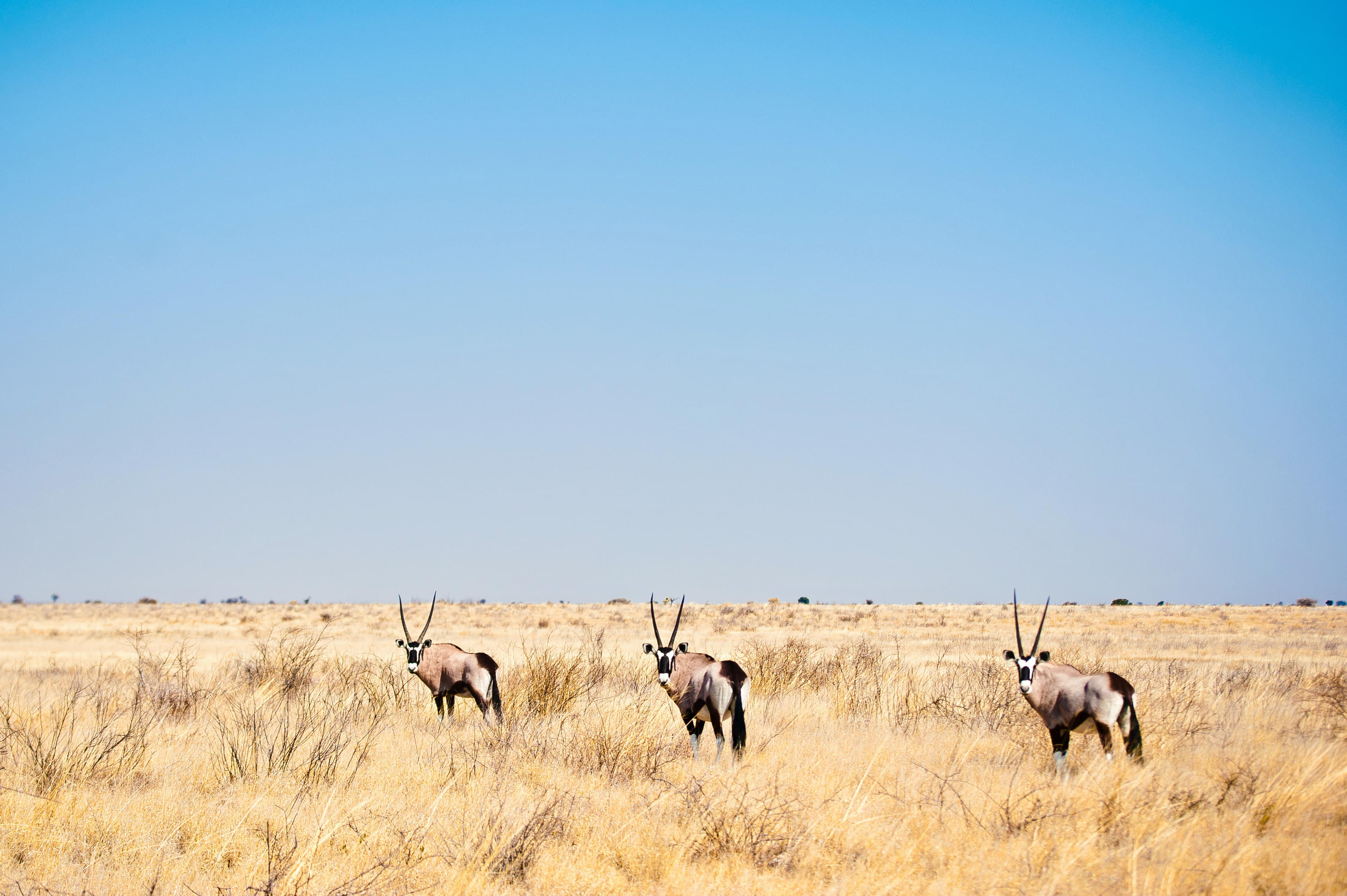 Kalahari Desert Overview
